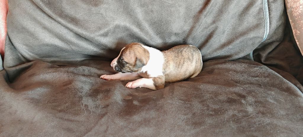 the New Life Des Collines Noires - Chiots disponibles - Whippet