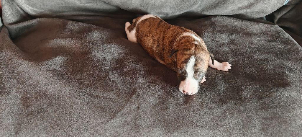 the New Life Des Collines Noires - Chiots disponibles - Whippet