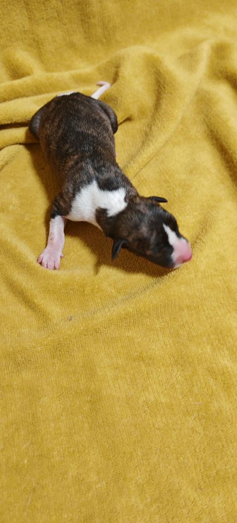 the New Life Des Collines Noires - Chiots disponibles - Whippet