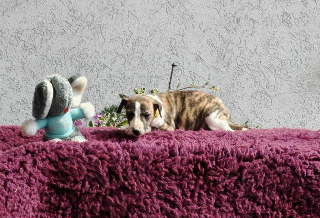 the New Life Des Collines Noires - Chiots disponibles - Whippet