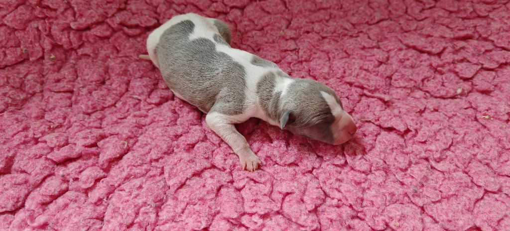 the New Life Des Collines Noires - Chiots disponibles - Whippet