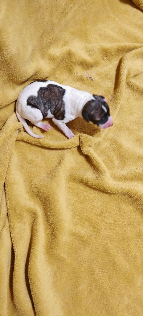 the New Life Des Collines Noires - Chiots disponibles - Whippet